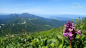 山の歌 夏 花の道 きらめいて~北海道 夕張岳~