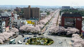 さくら道で~東京 国立市~