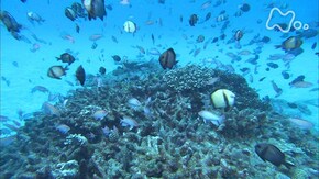 夢 はぐくむ海