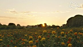 「紅の花 こころ模様~埼玉県 桶川市~」