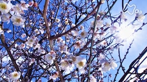 「特集 彩りの四季」