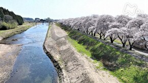 「桜に心つないで ~福島県 浪江町~」