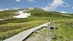 「小さき花 らんまんと ~石川県 白山~」