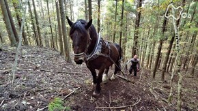 「秋の駒 舞う里で ~岩手県 遠野市~」