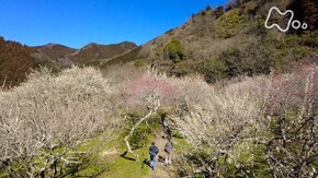 「ことしも梅の花が咲き ~東京 高尾梅郷~」