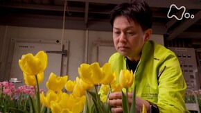 「チューリップ 思いつないで ~富山県 砺波市~」
