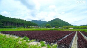 「大原を継ぐ ~京都市 左京区~」