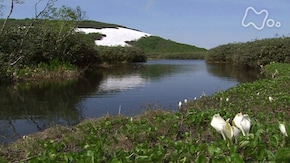北海道 ニセコ花の山
