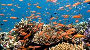西表島の海