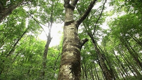 中国山地 船通山