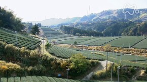 静岡 掛川丘陵