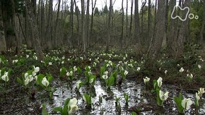 白馬山麓 湿原の春