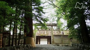 伊勢神宮の森