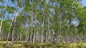 長野 八千穂高原 初夏