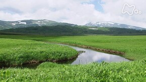 北海道 雨竜沼湿原 初夏