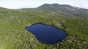 「長野 北八ヶ岳 コケの森」