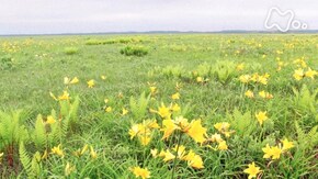 「夏 北海道 サロベツ原野」