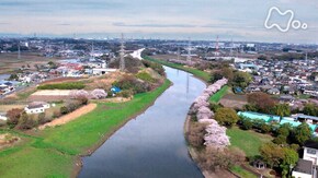 埼玉 元荒川 春