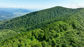 信越 鍋倉山 ブナの森