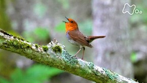 釧路 野鳥さえずる森