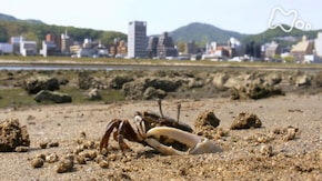 広島 太田川下流