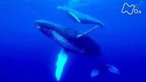 鹿児島 沖永良部島の海