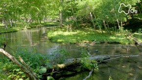 北海道 勇払川の河畔林