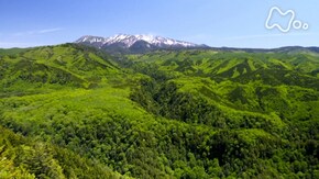新春特集 日本列島 命きらめく森