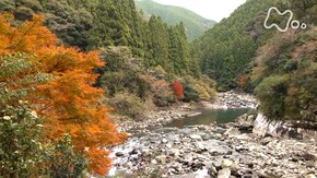 秋 高知 安田川