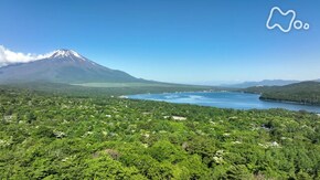 富士山麓 山中湖の森