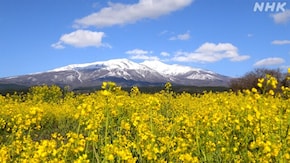 春 鳥海山麓