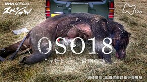 OSO18 “怪物ヒグマ”最期の謎