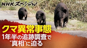 追跡調査“クマ異常事態”の真相