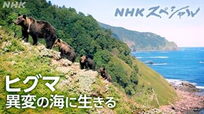 ヒグマ 異変の海に生きる