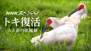 映像記録トキ復活 人と命の原風景