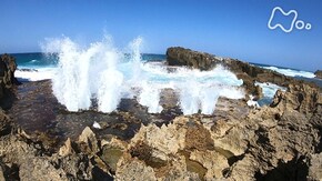 「風の絶景!天空のジャングル~モザンビーク 未知なる大地~」