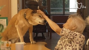 「“看取り犬(みとりいぬ)”とワンダフルライフ」