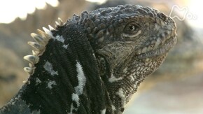 イグアナの不思議 ガラパゴス諸島(エクアドル)