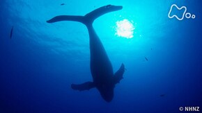 「BIG PACIFIC~環太平洋の海~」