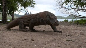 「インドネシア 熱帯の島々 陸の王者コモドドラゴン 海をゆく」
