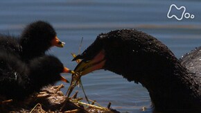 「南米チリ アタカマ砂漠 天空の湖に水鳥が“島”を築く」