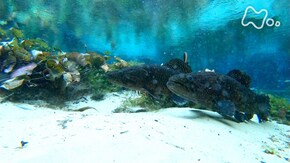 「南米アマゾン 密林の泉に怪魚が集う」