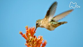 「北米 ソノラ砂漠 発見!タカを用心棒にするハチドリ」