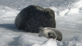 「砂漠のオオカミ!大都会のカワウソ!決死のサバイバル術」