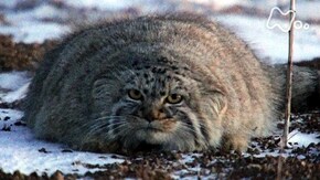 「モンゴル 大平原 珍獣マヌルネコ 狩りの“妖術”を見た」