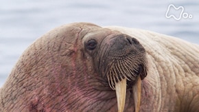 「カナダ北極圏 夏 セイウチ700頭 ホッキョクグマと戦う!」