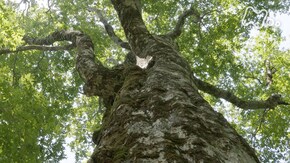 「世界遺産 白神山地 クマが駆け野鳥が集まるブナの巨木」