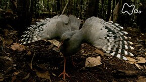 「南太平洋ニューカレドニア 飛べない珍鳥カグー」