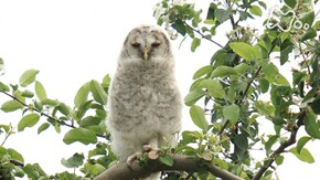 「青森 津軽平野 リンゴの里 フクロウと人が共に生きる」