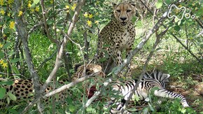 「南アフリカ 大サバンナ 草原の“裏方” 野生の楽園を守る」